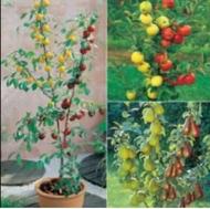 درخت ترکیبی چند میوه، نهال گلخانه نهالستان نهالینو در مشهد