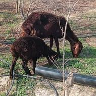 گوسفند بره دار شکم اول