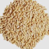 جو دولتی سع تن دارم