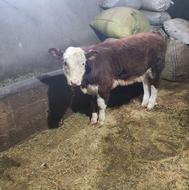 گوساله ماده هدفورد اصل پنج ماهه چهار پستان