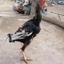 دوتا لاری 4ماهه بفروس میرسد