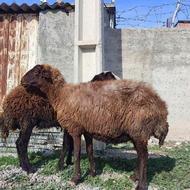 گوسفند دوقلوزا جوان