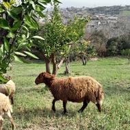 گوسفند نر تخمی