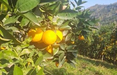 زمین باغی دربهترین منطقه