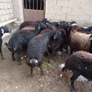 فروش 17رأس گوسفند