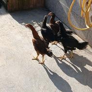 جوجه لاری نژاد دار بسیار تمیز