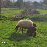 گوسفند دوقلو به فروش میرسد