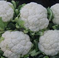 گل کلم کلی فروشی 8