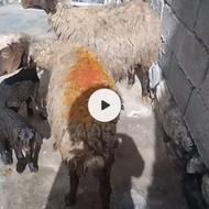 فروش دو راس میش بره یگیشون دندون سالم یکشون نه با شرط سالمی