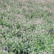 سیبزمینی دامی