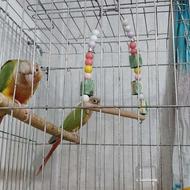 پرنده گرینچیک