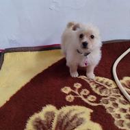 واگذاری سلام پاکوتاه پشمالو