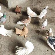 فروش تعدادی کبوتر