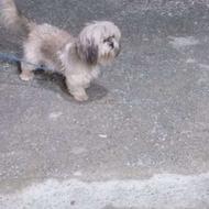 سگ واگذاری تربیت شده و شیطون و بامزه 2 ساله