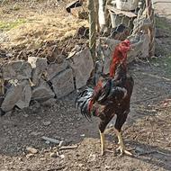 خروس لاری و مرغ