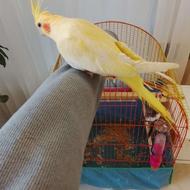 جفت عروس هلندی لوتینو همراه چهار تخم