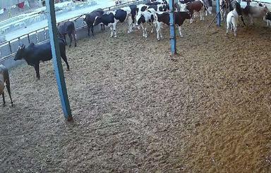 اجاره دامداری