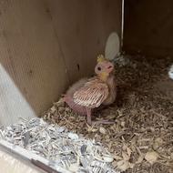 طوطی عروس سرلاکی