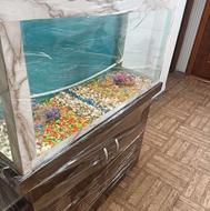 آکواریوم ماهی با میز ام دی اف و تمامی تجهیزات اکواریوم