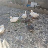 فروش غاز بزرگ