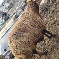 گوسفند ماده شکم 3ماهه