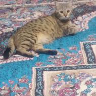 گربه ماده واگذاری