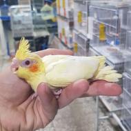 عروس هلندی سرلاکی و جفت