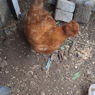 معاوضه مرغ کاکلی با مرغ مینیاتوری