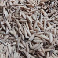 تخم‌جو‌هاشمی