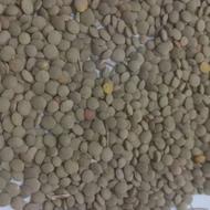 عدس خوش پخت دیم امسال الک خورده خرمن