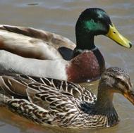 اردک صحرایی یا رشتی