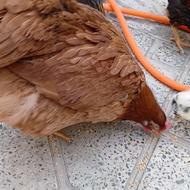 مرغ محلی تخم گزار