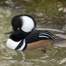 جوجه اردک زیبا