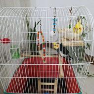 طوطی عروس هلندی