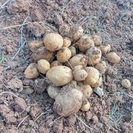 فروش سیب زمینی فندوقی وبذری
