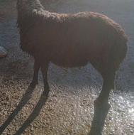 یک بره نر شین بش داشتی