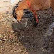 جانو ماین آبستن