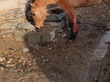 جانو ماین آبستن در شیپور