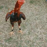 خروس لاری افغان ترک