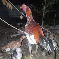 خروس لاری اصل و مرغ لاری تخم گذار و جوجه