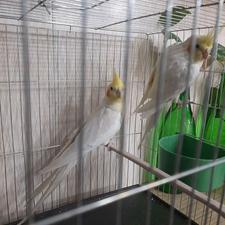 طوطی عروس مولد