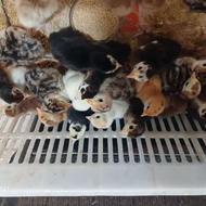 جوجه بقلمون محلی درجه یک