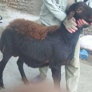 بره قوچ قزل افشار لخت