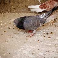 کفتر نر مست قلدور