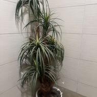 درختچه مصنوعی