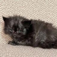 توله پرشین مشکی