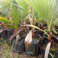 پالم تنه سرخ نایلکس و‌نشا