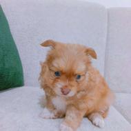 پت پامرانین