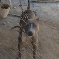 سگ پیت بول اصل تربیت شده بگیر