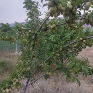 فروش باغ به متراژ2100متردرفریدونشهر